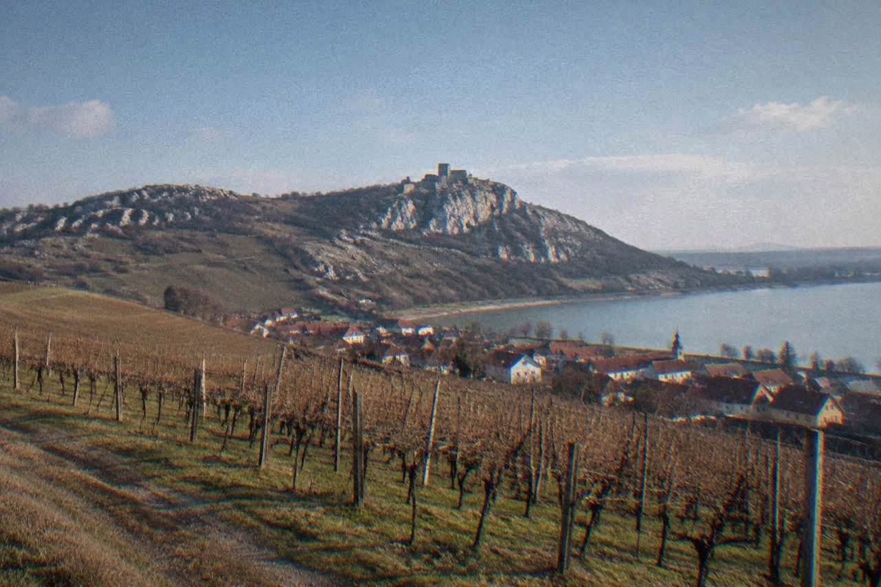 Vineyard rows on sunny hills above a South Moravian village
