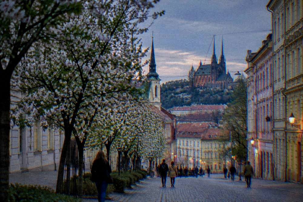 Spring trees in bloom along a street in Brno with a church spire behind