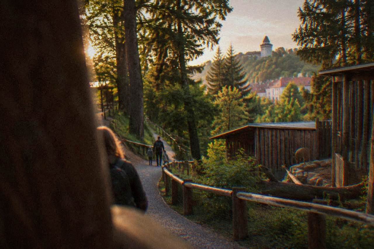 A zoo pathway winding up a wooded hillside with animal enclosures and city trees in the background