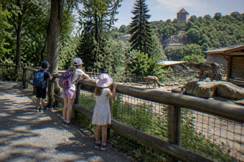 Children watching animals through a fence on a sunny zoo path with trees behind