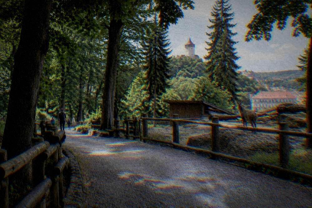 Zoo path under tall trees