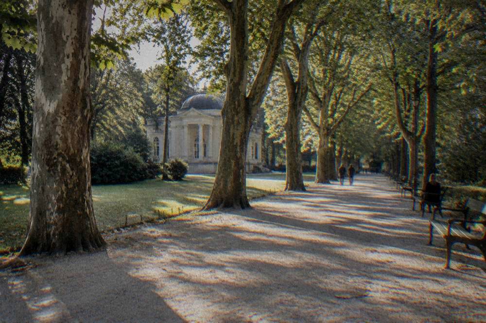 A tree-lined avenue in a park in late afternoon light with benches along the side