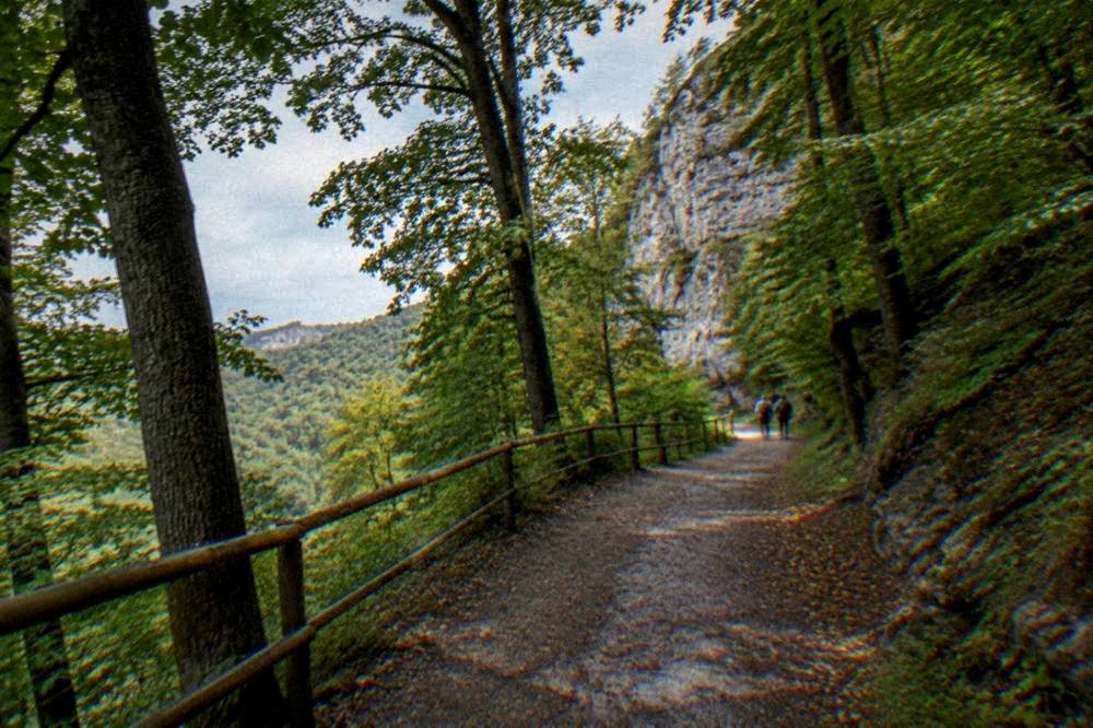 Forest path leading toward limestone cliffs in a protected landscape area