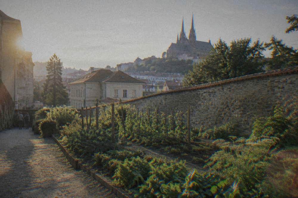 A green garden with rows of plants beside an old abbey wall in Brno