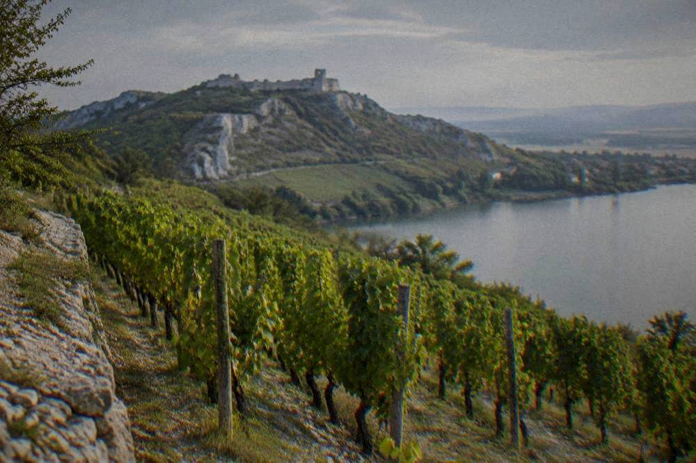 Vineyard rows on the limestone slopes of the Pálava hills above Mikulov
