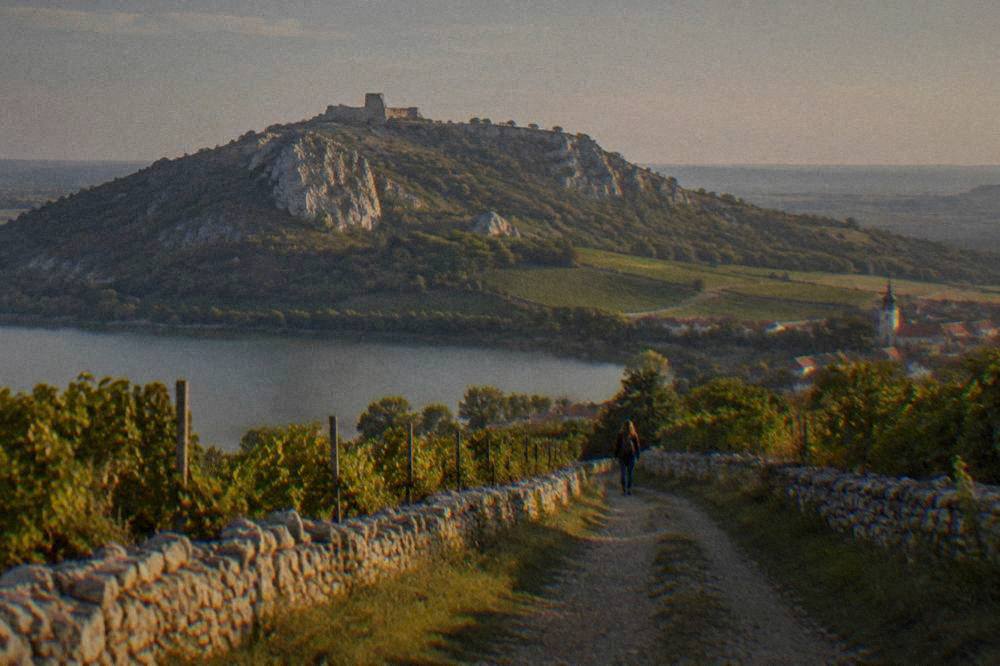 A vineyard track running between low stone walls toward Mikulov