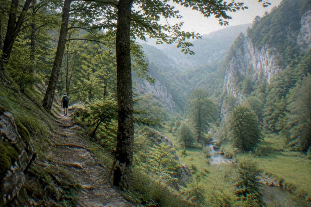 A marked hiking trail winding through dense green forest on limestone terrain