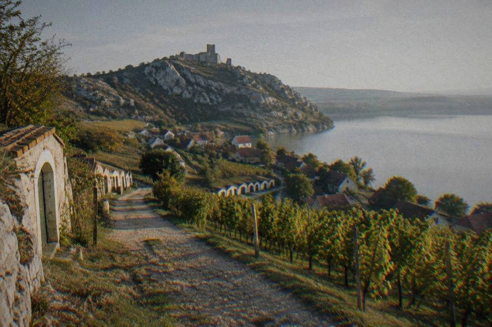 A small wine village with cellars carved into a hillside and rows of vines on terraced slopes