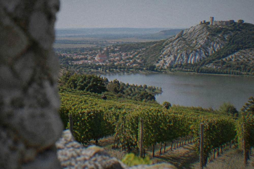 Rows of vines on a warm slope with a town and castle visible in the distance