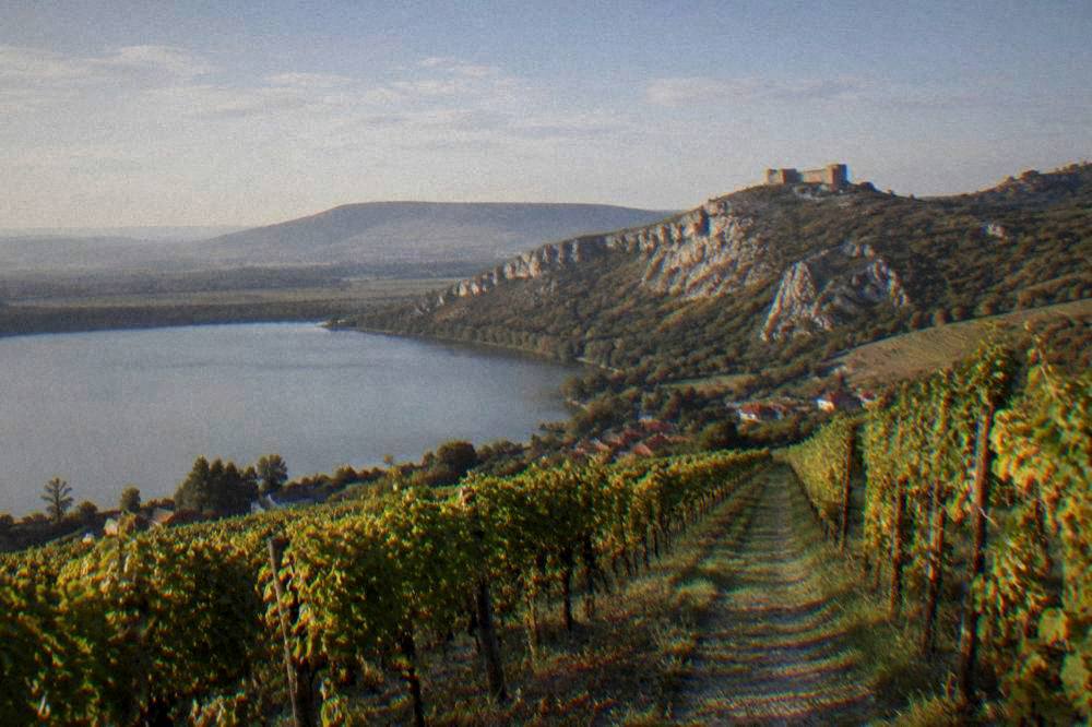 A path between vineyard rows leading toward white hills under a wide sky