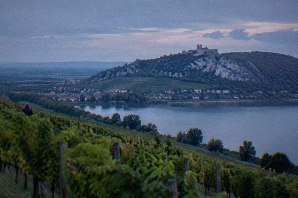 Rows of grapevines on sloping vineyards near a Moravian river valley