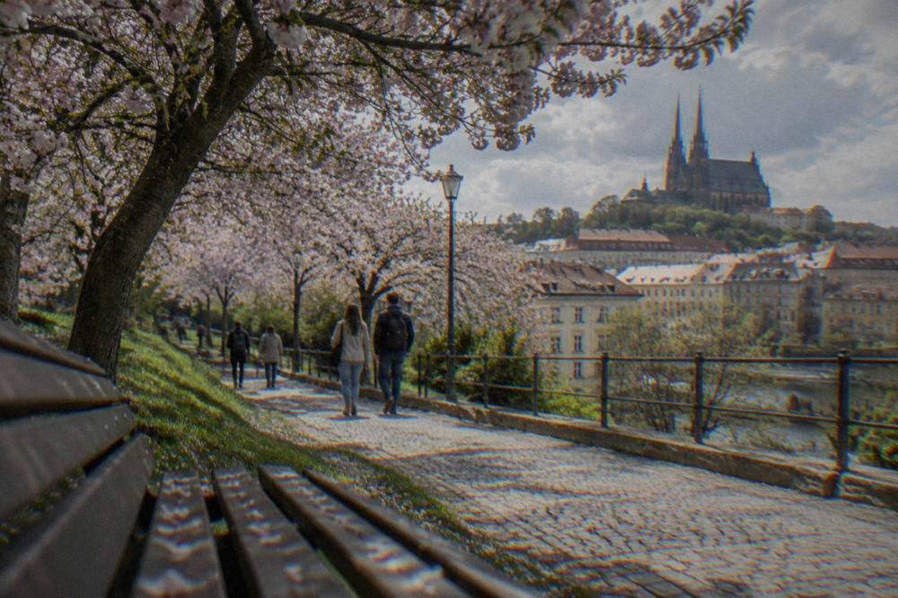Cherry trees in blossom along a park path in Brno in spring