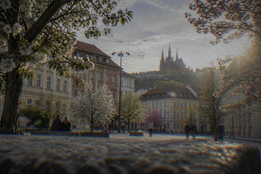 Blossoming trees framing historic townhouses on a square in Brno in April