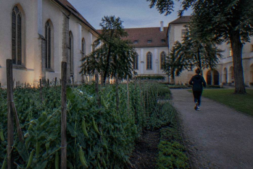Rows of pea plants growing in a monastery garden with wooden stakes and green pods
