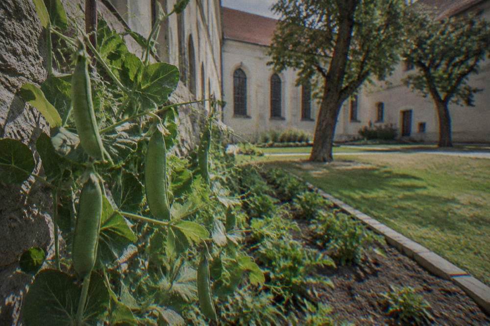 Close view of pea pods and tendrils in a garden bed beside a stone wall