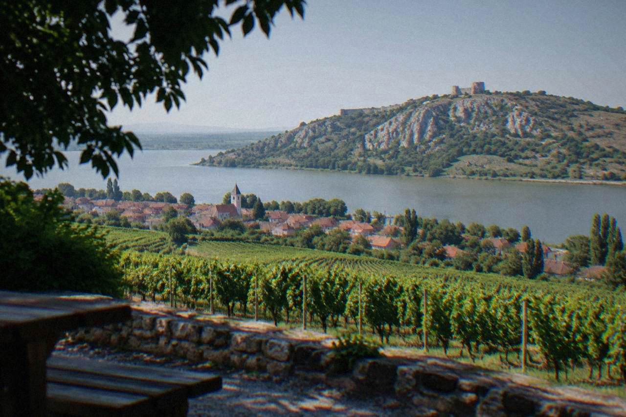 Vineyard rows on sunny hills above a South Moravian village