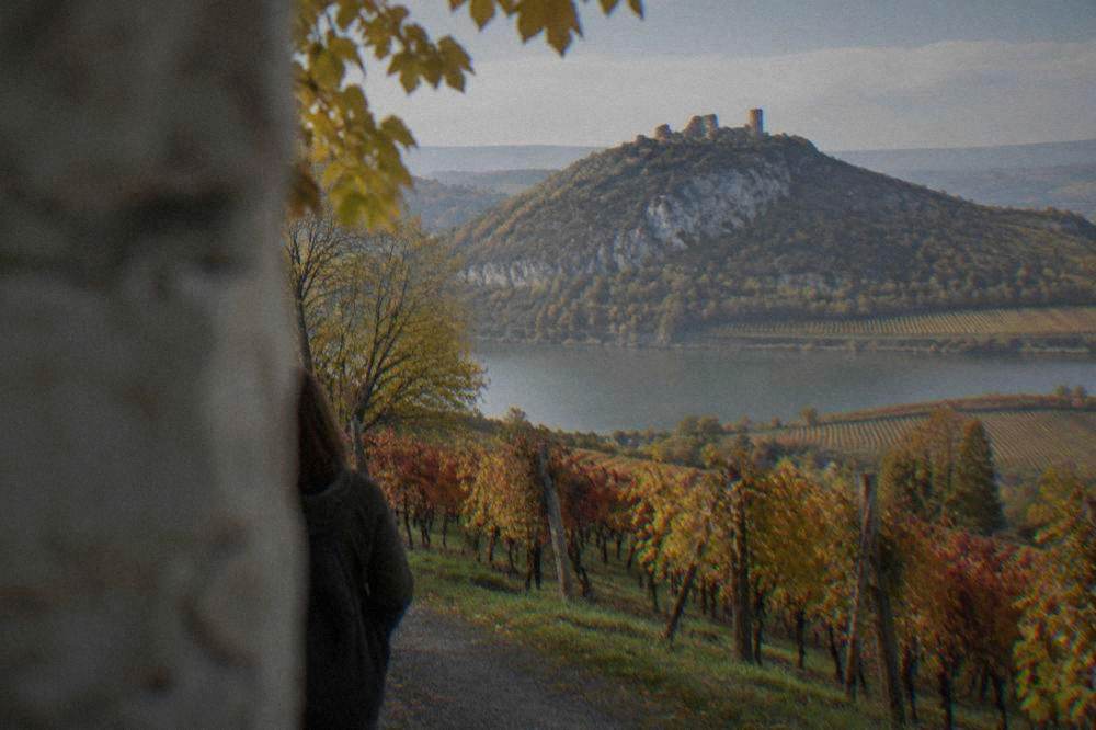 Autumn vineyard rows with red and yellow leaves