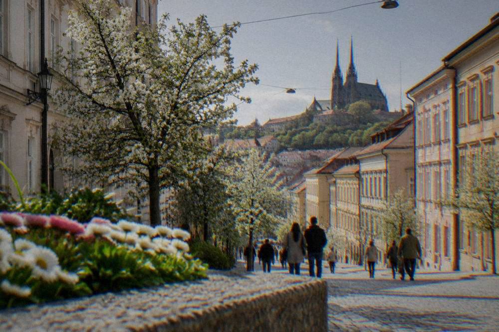 Spring trees in bloom along a street below Petrov Hill in Brno