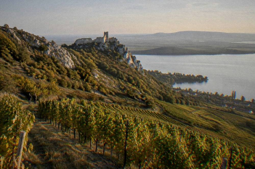 Vineyard rows on the Pálava hills above Mikulov at golden hour