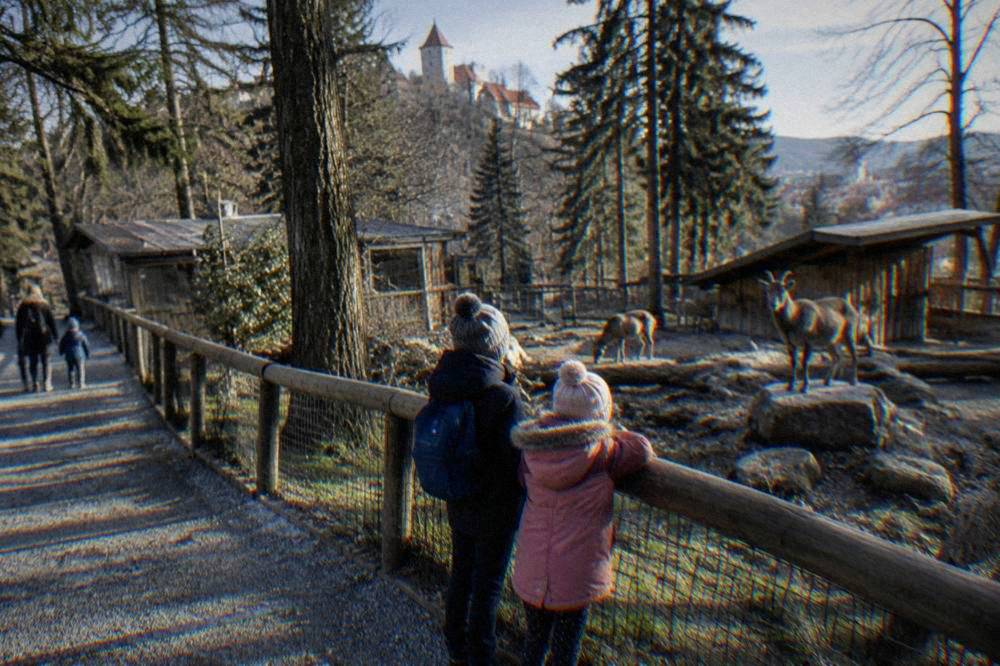 Children watching animals at a zoo enclosure on a forested hillside