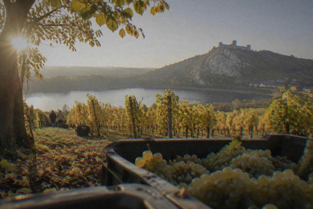 Autumn vineyards with grapes ready for harvest under a clear sky